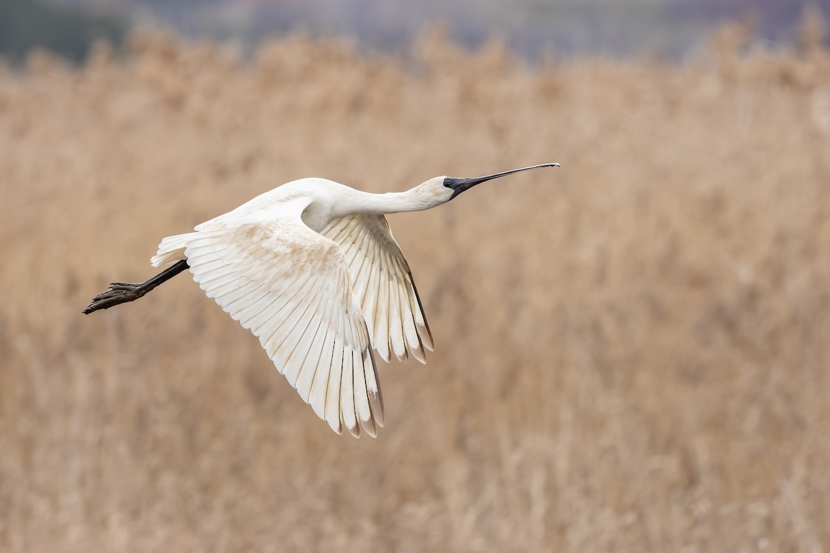 Royal Spoonbill - ML639746738