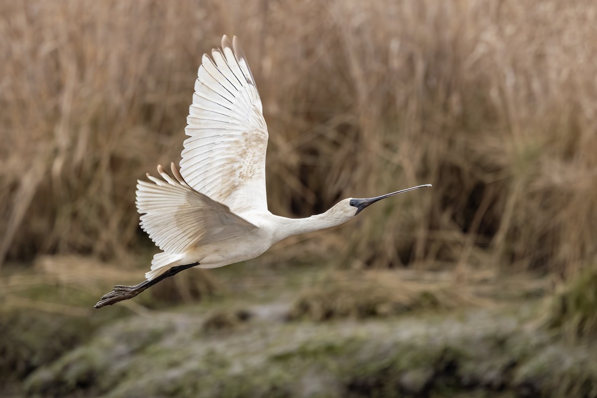 Royal Spoonbill - ML639746739