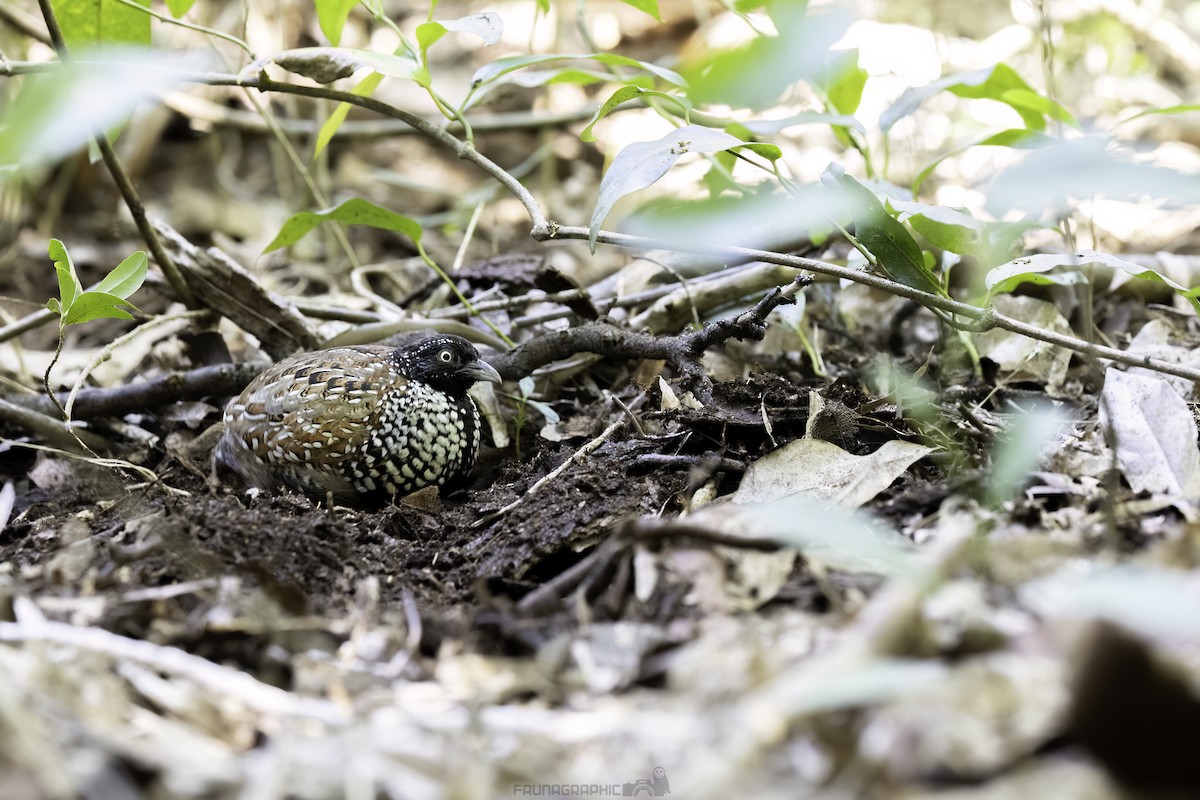 Black-breasted Buttonquail - ML639746742