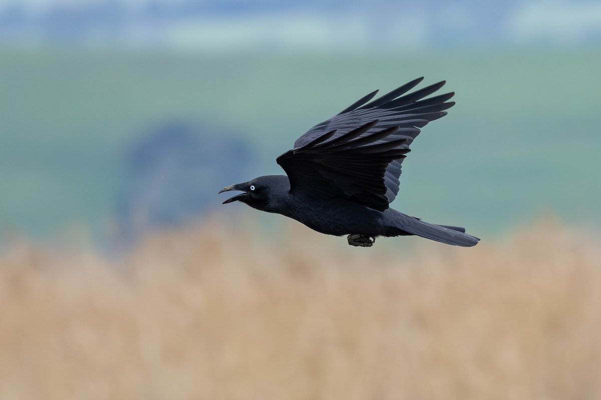 Forest Raven - ML639746743