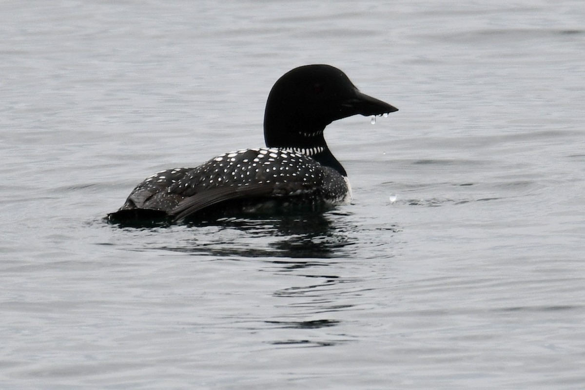 Common Loon - ML639746781