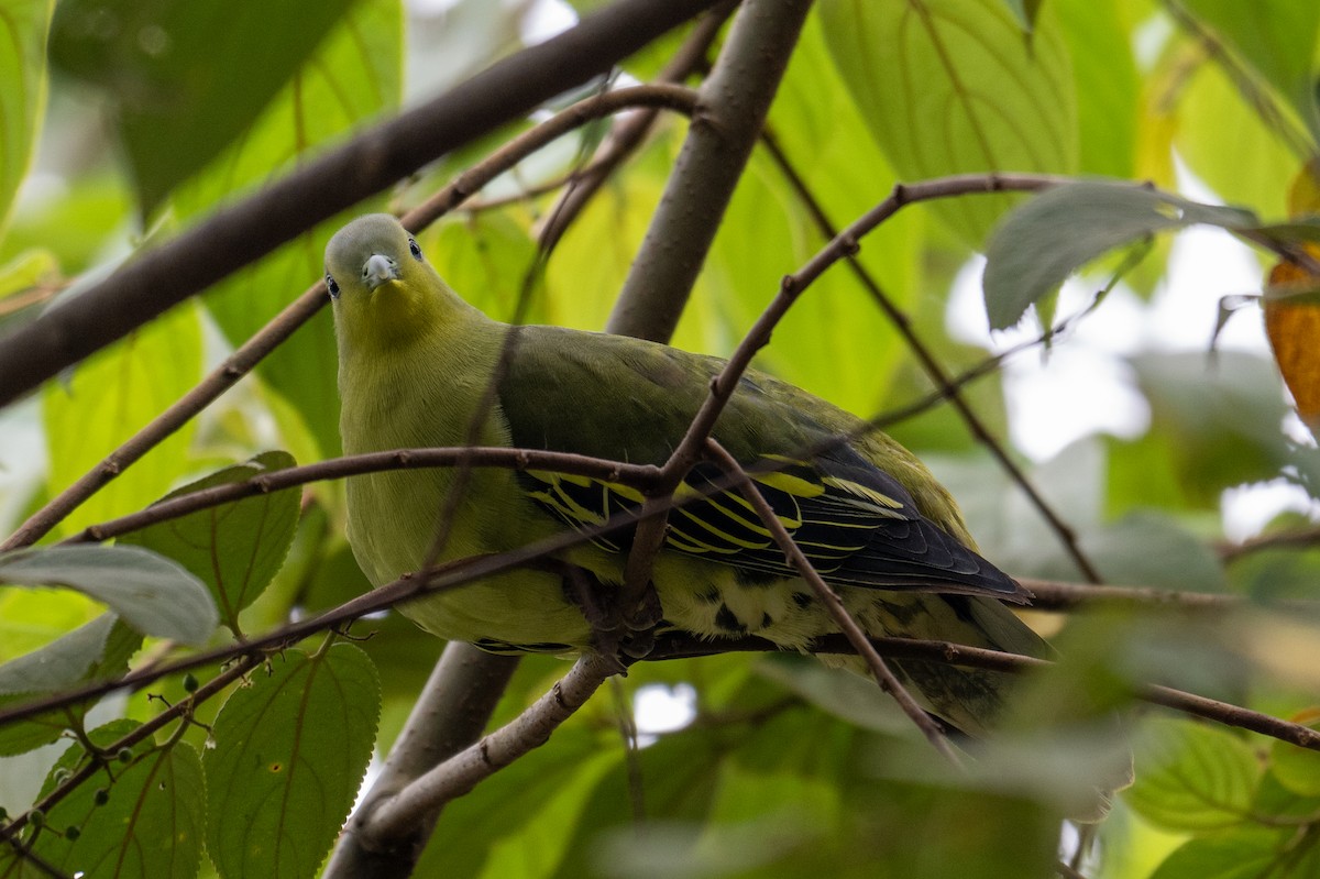 Gray-fronted Green-Pigeon - ML639746933