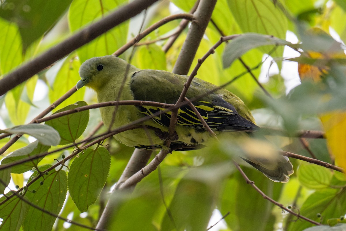 Gray-fronted Green-Pigeon - ML639746934