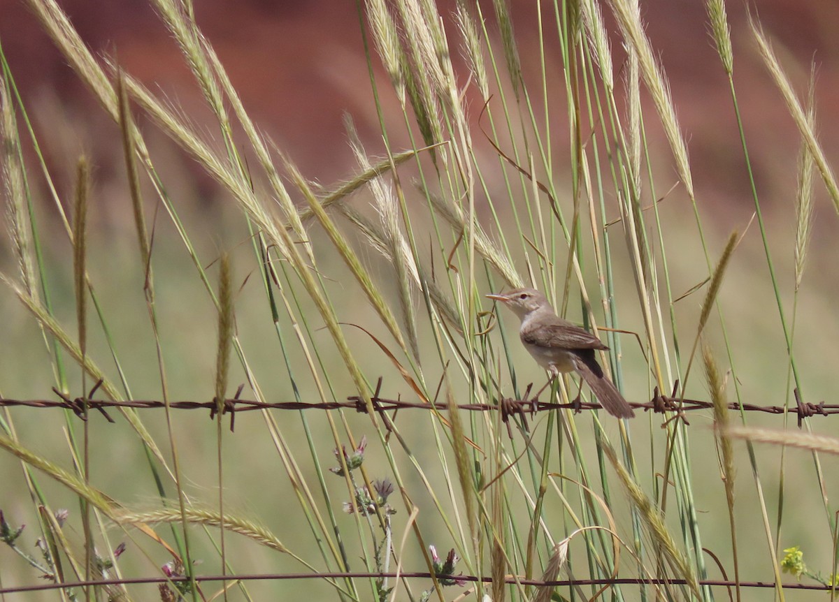 Upcher's Warbler - ML639747060