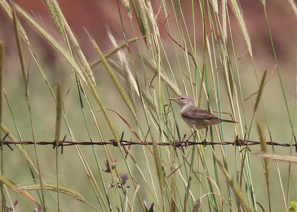 Upcher's Warbler - ML639747061