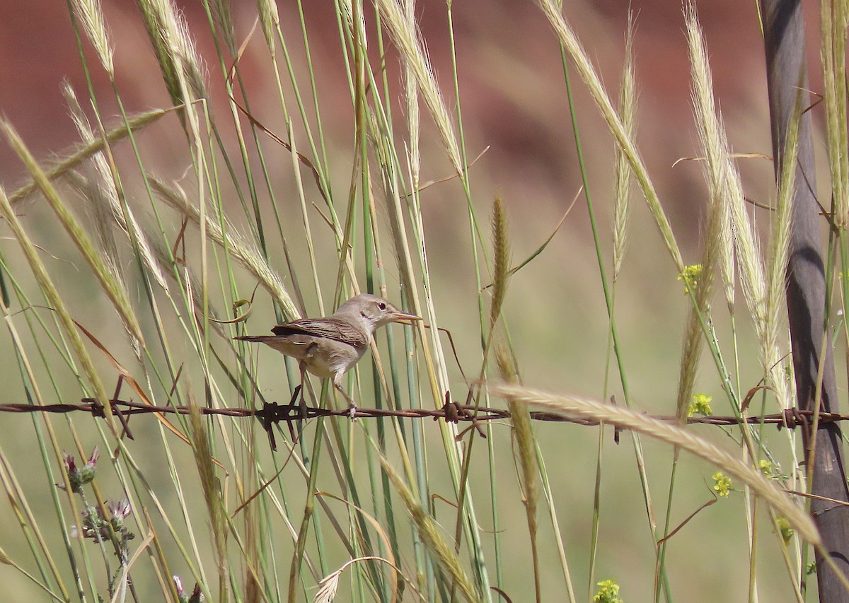 Upcher's Warbler - ML639747062