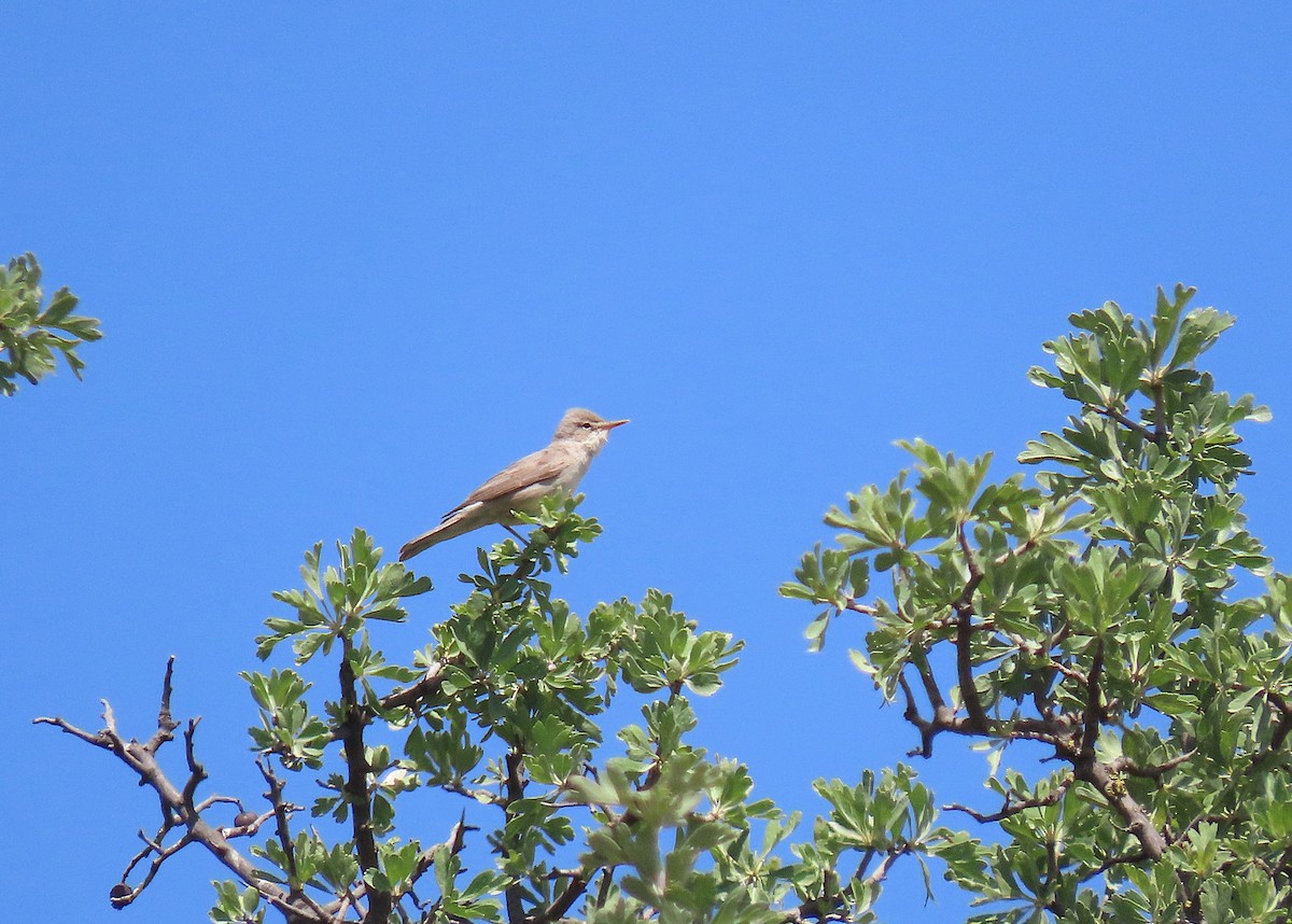 Upcher's Warbler - ML639747063
