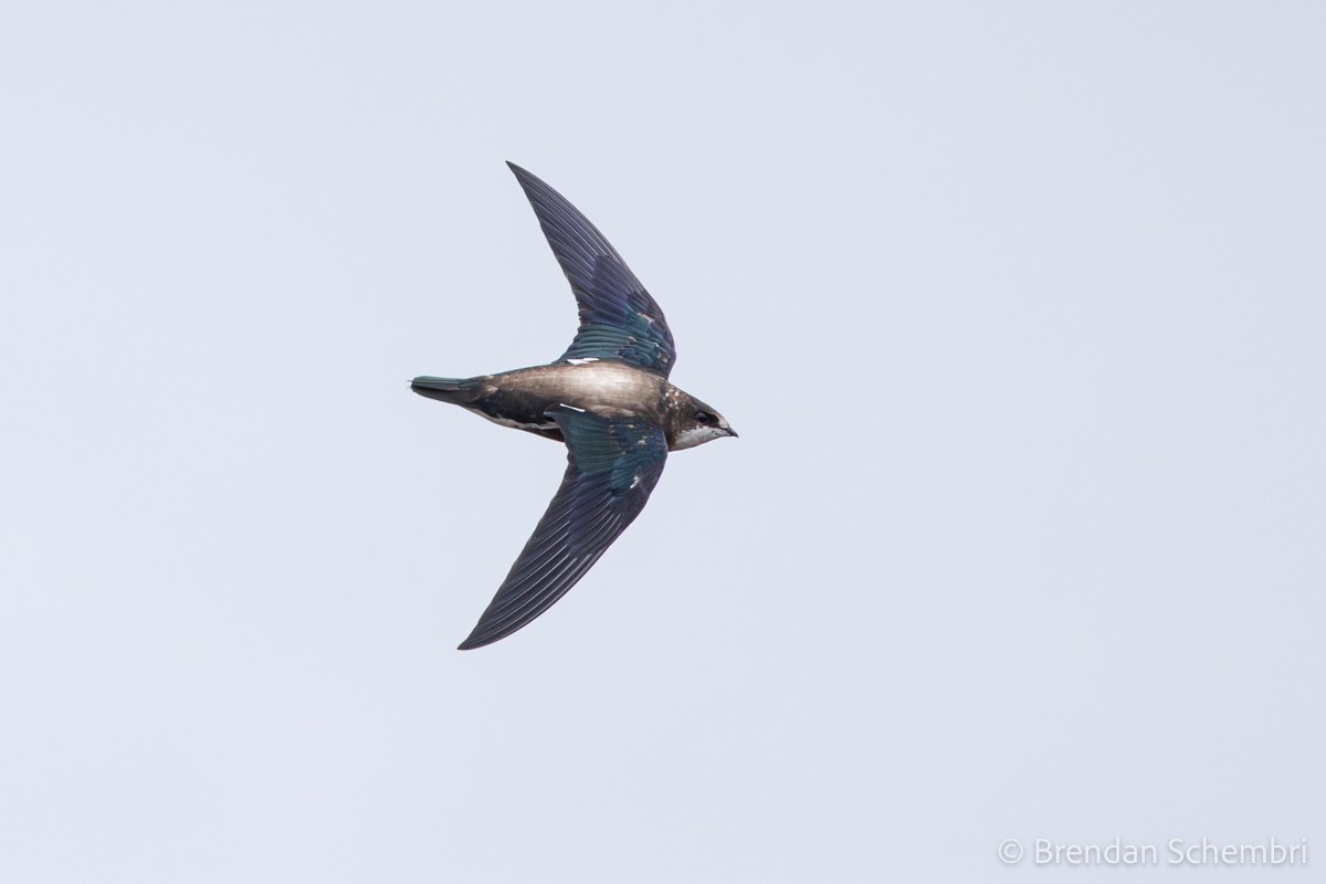 White-throated Needletail - ML639747095
