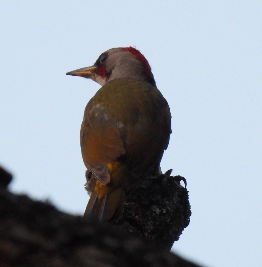 Japanese Woodpecker - ML639747349