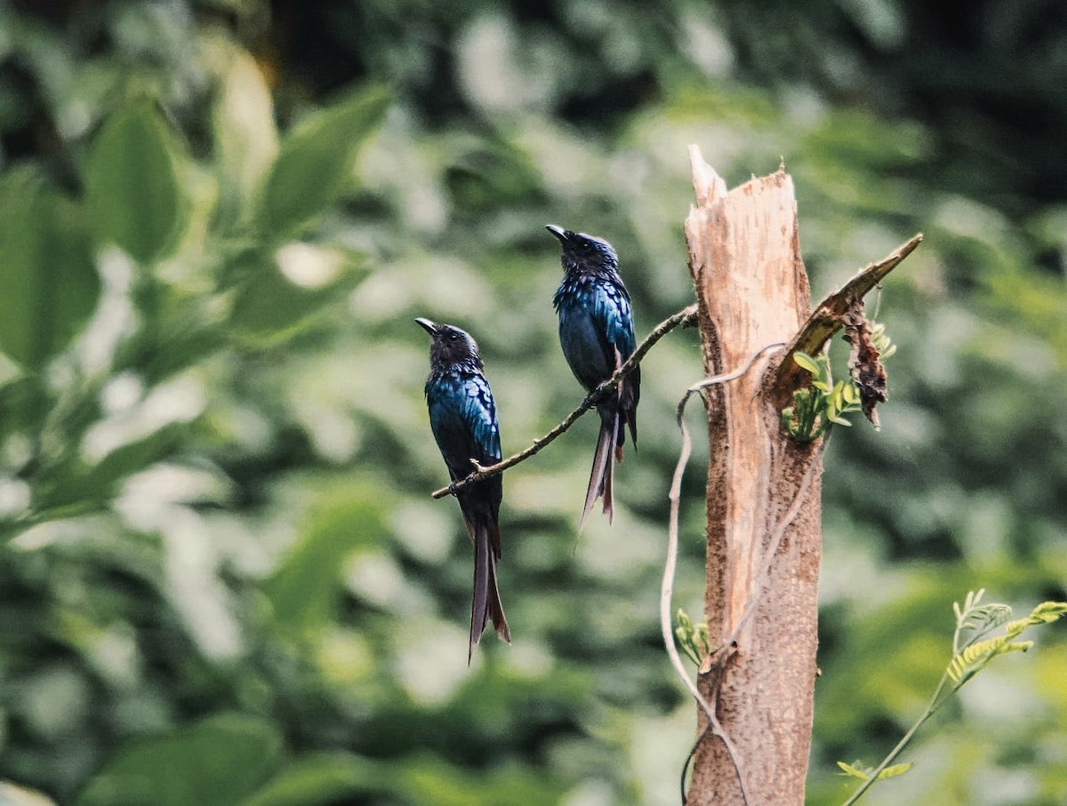 Bronzed Drongo - ML639747406