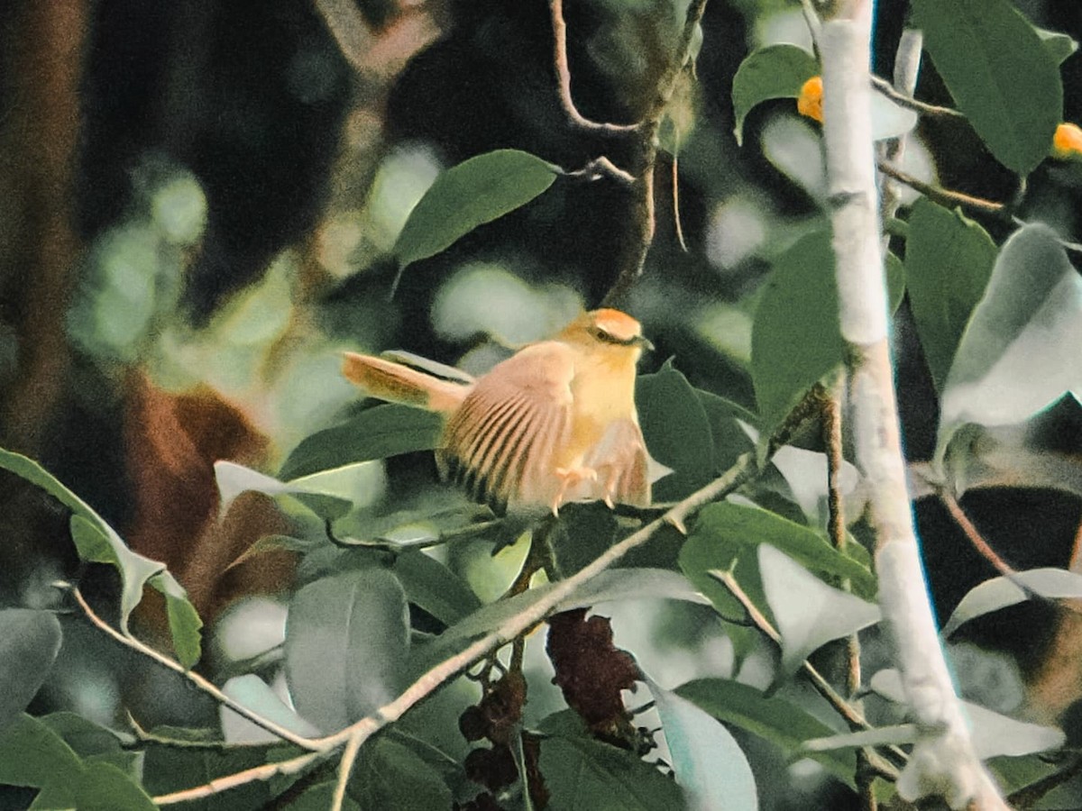 Pin-striped Tit-Babbler - ML639747413