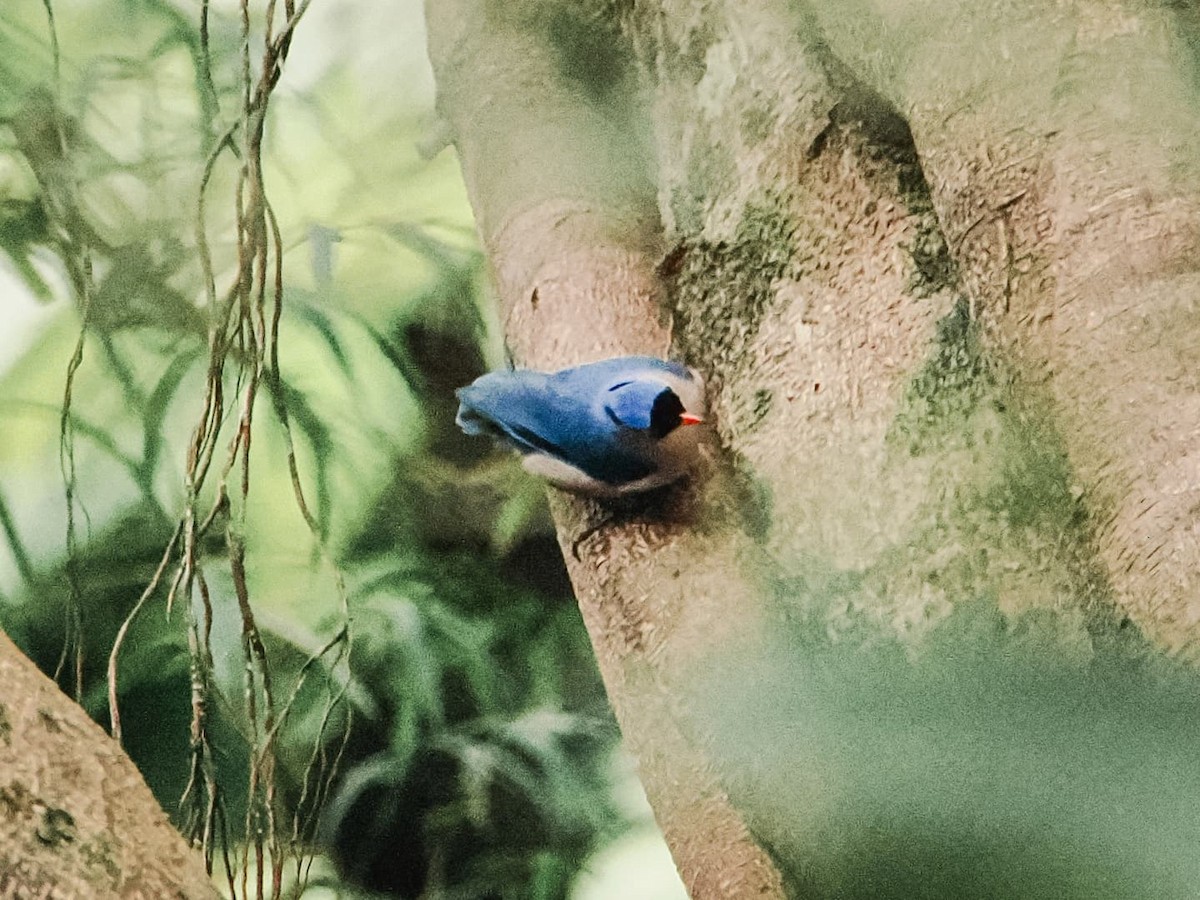 Velvet-fronted Nuthatch - ML639747414