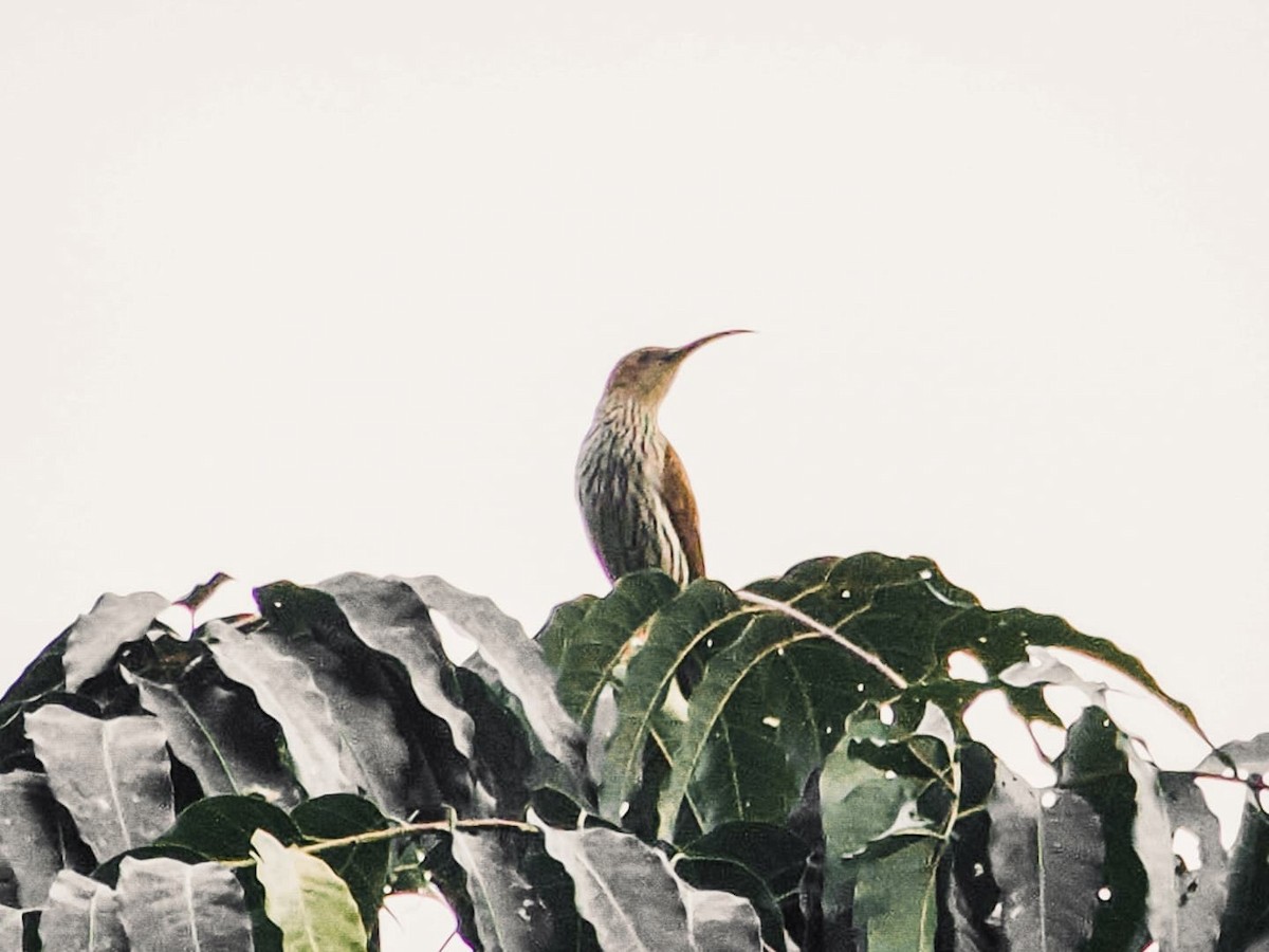 Streaked Spiderhunter - ML639747417