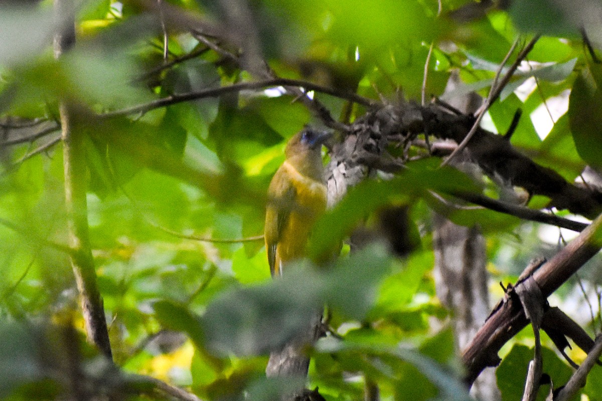 Trogon de Malabar - ML639747504