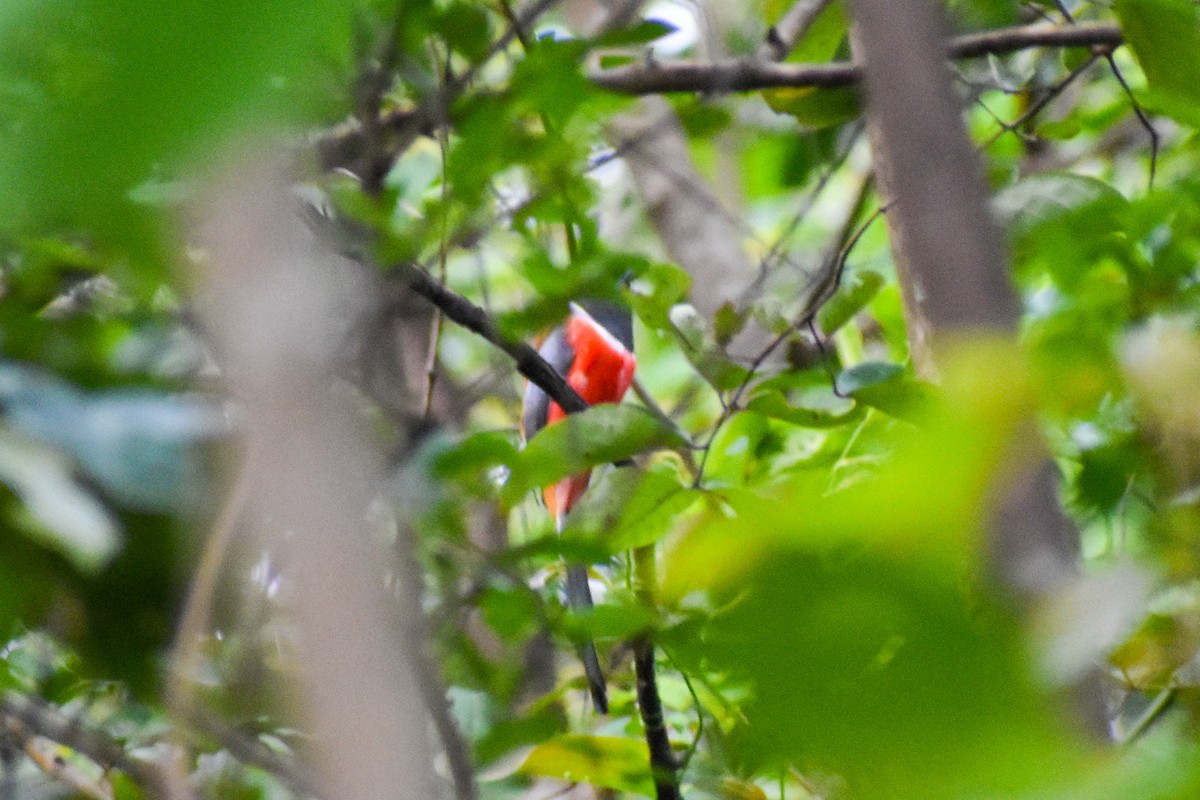 Trogon de Malabar - ML639747506
