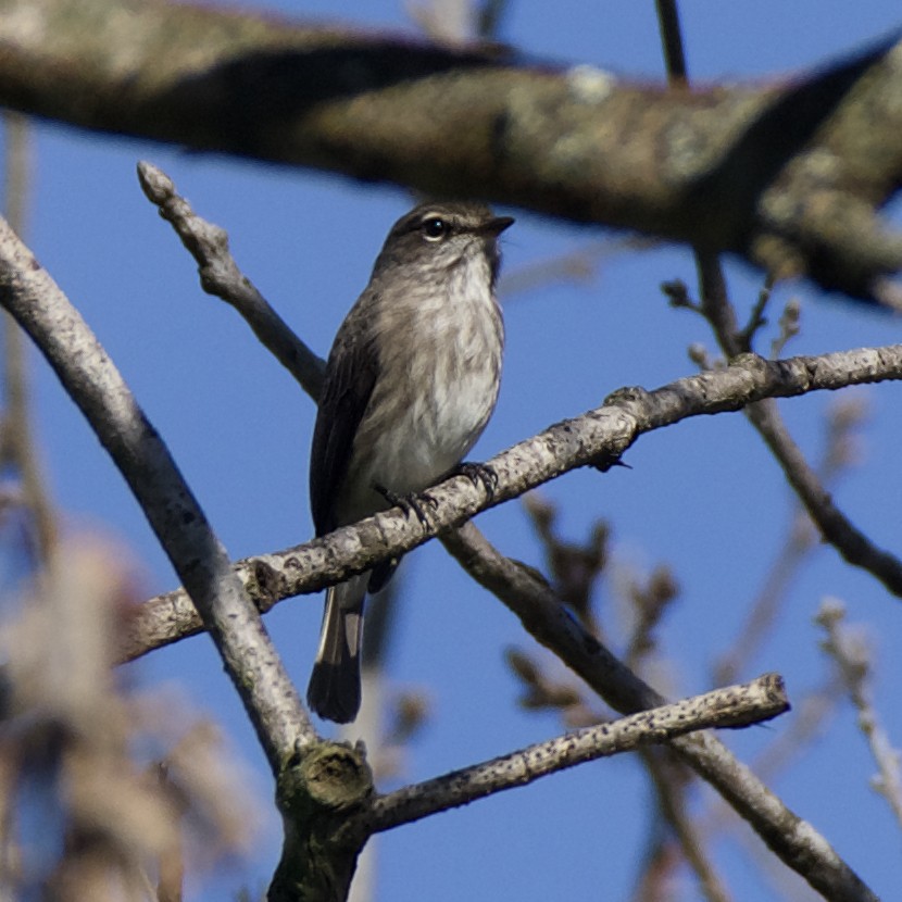 African Dusky Flycatcher - ML639747527