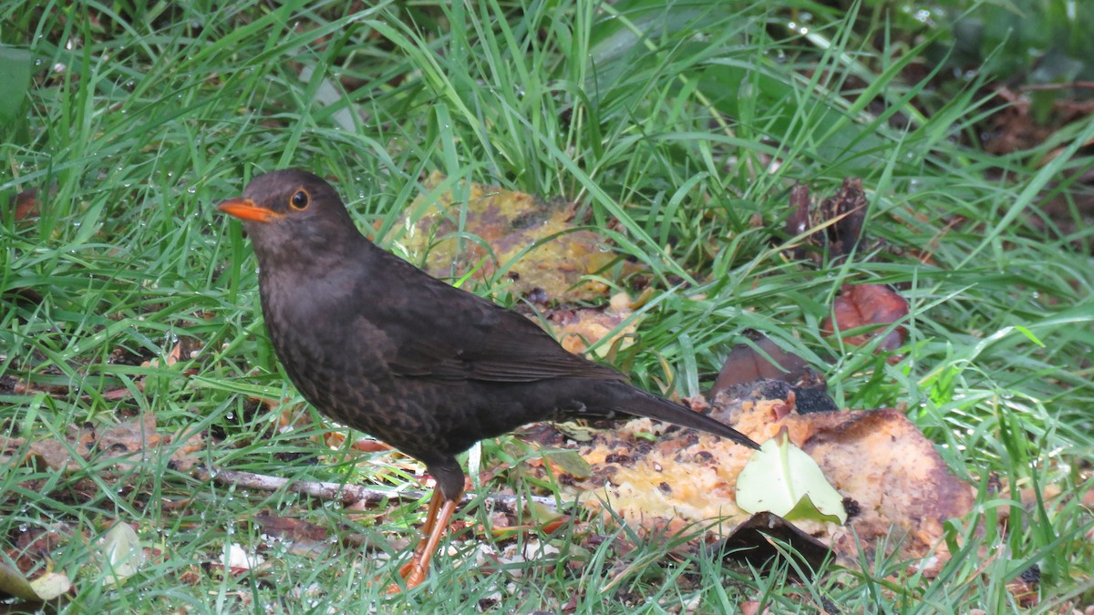 Papuan Island-Thrush - ML639747544