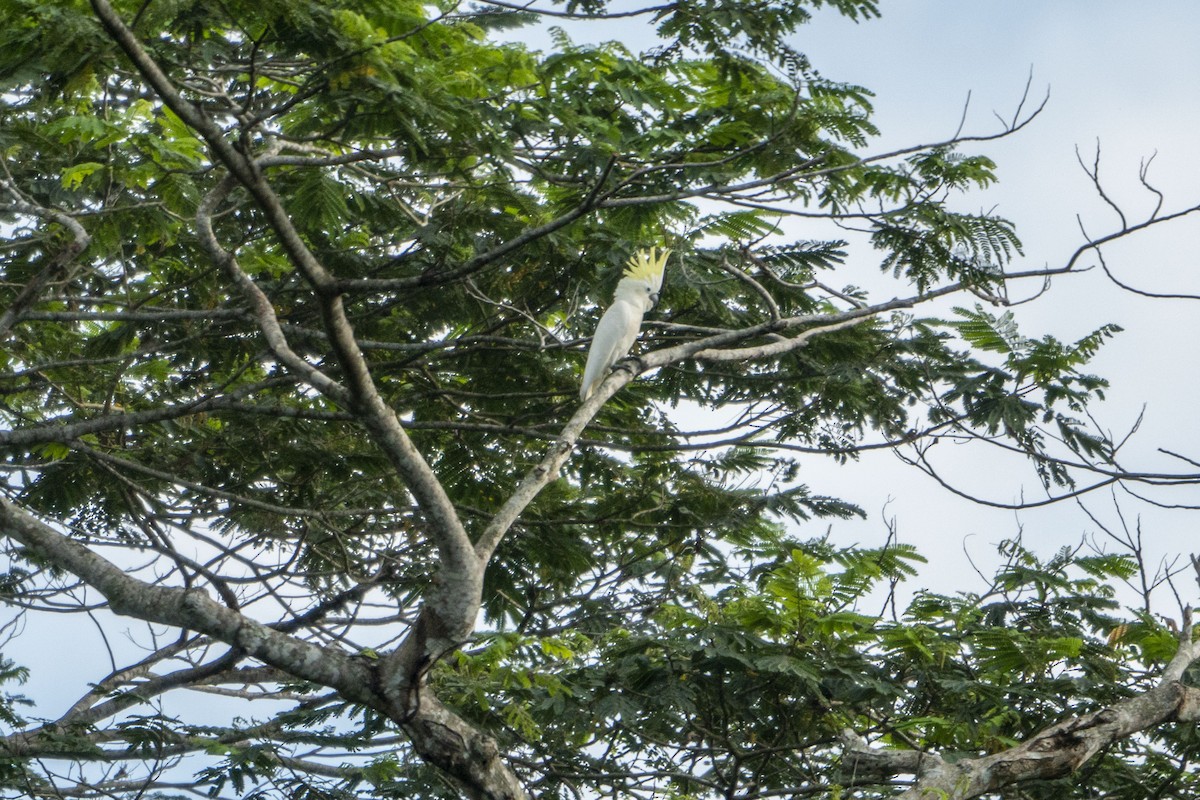 Yellow-crested Cockatoo - ML639747545
