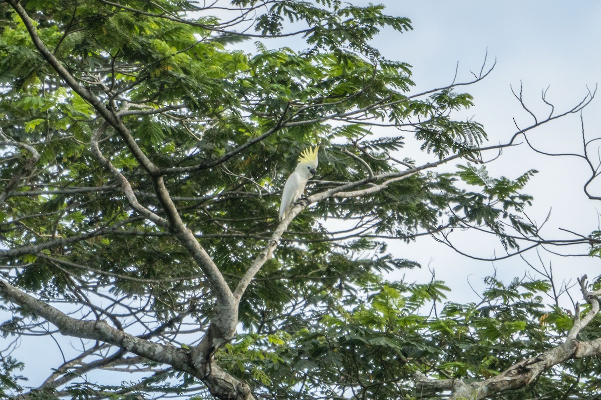 Yellow-crested Cockatoo - ML639747546