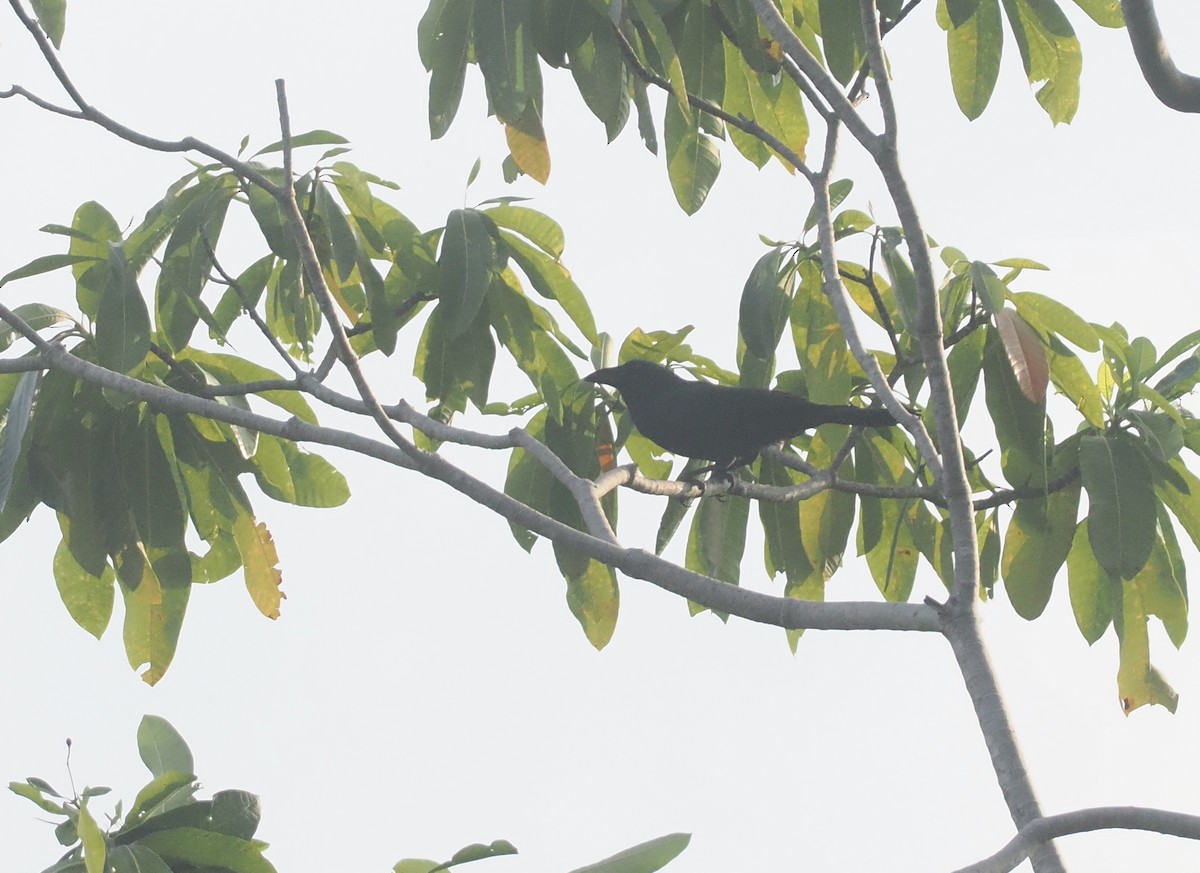 Flores Crow - ML639747553