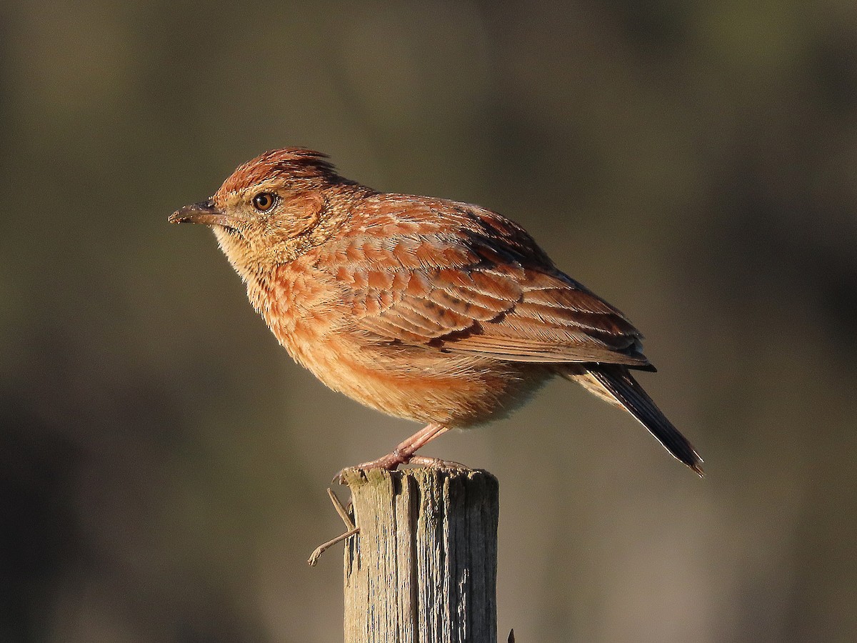 Cape Clapper Lark - ML639747743