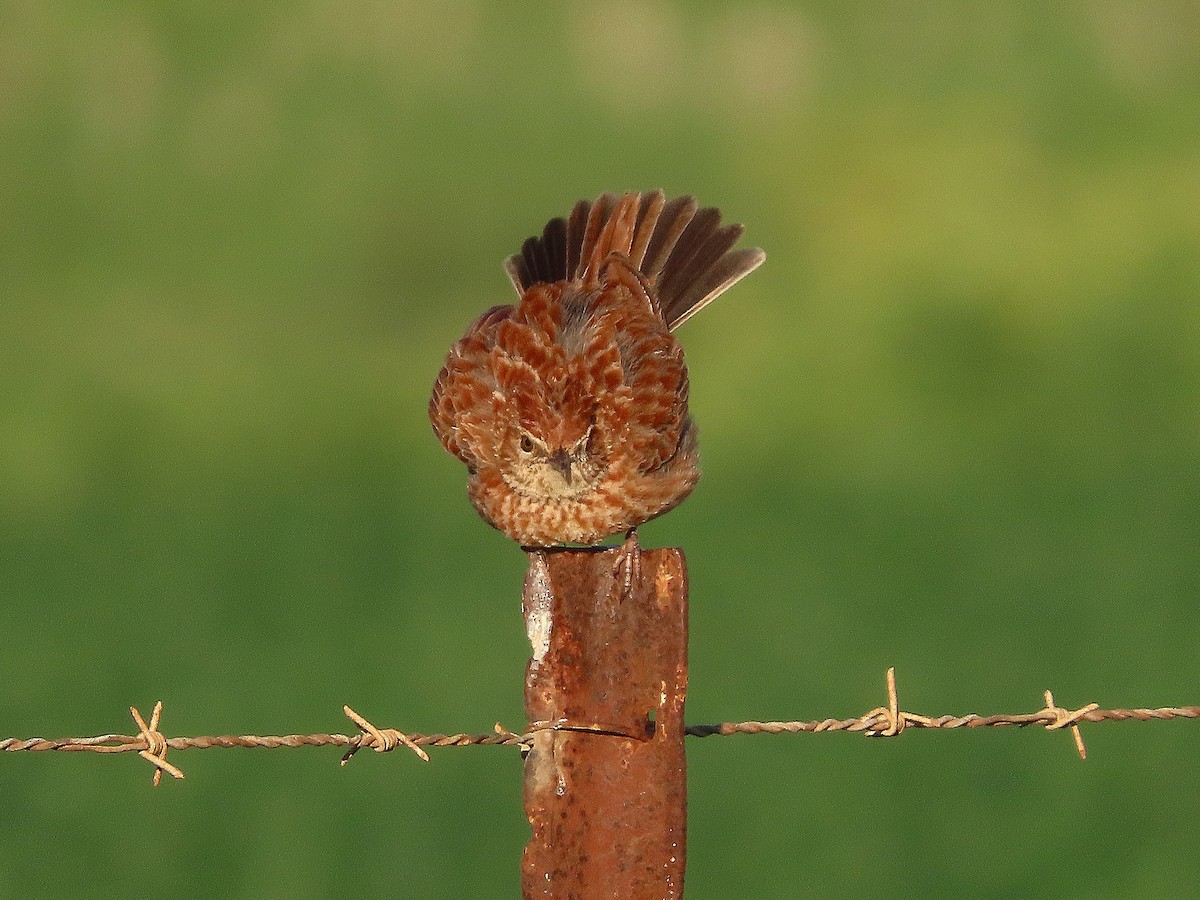 Cape Clapper Lark - ML639747751