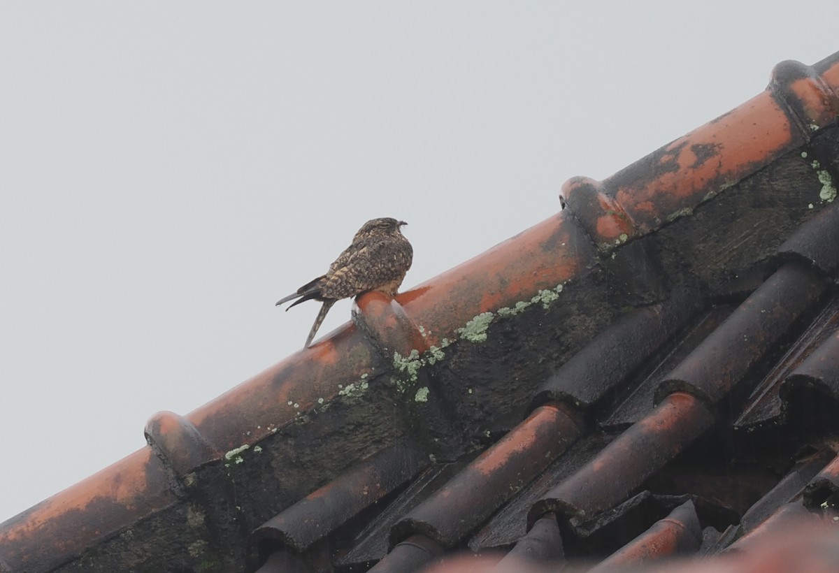 Savanna Nightjar (Sunda) - ML639747764