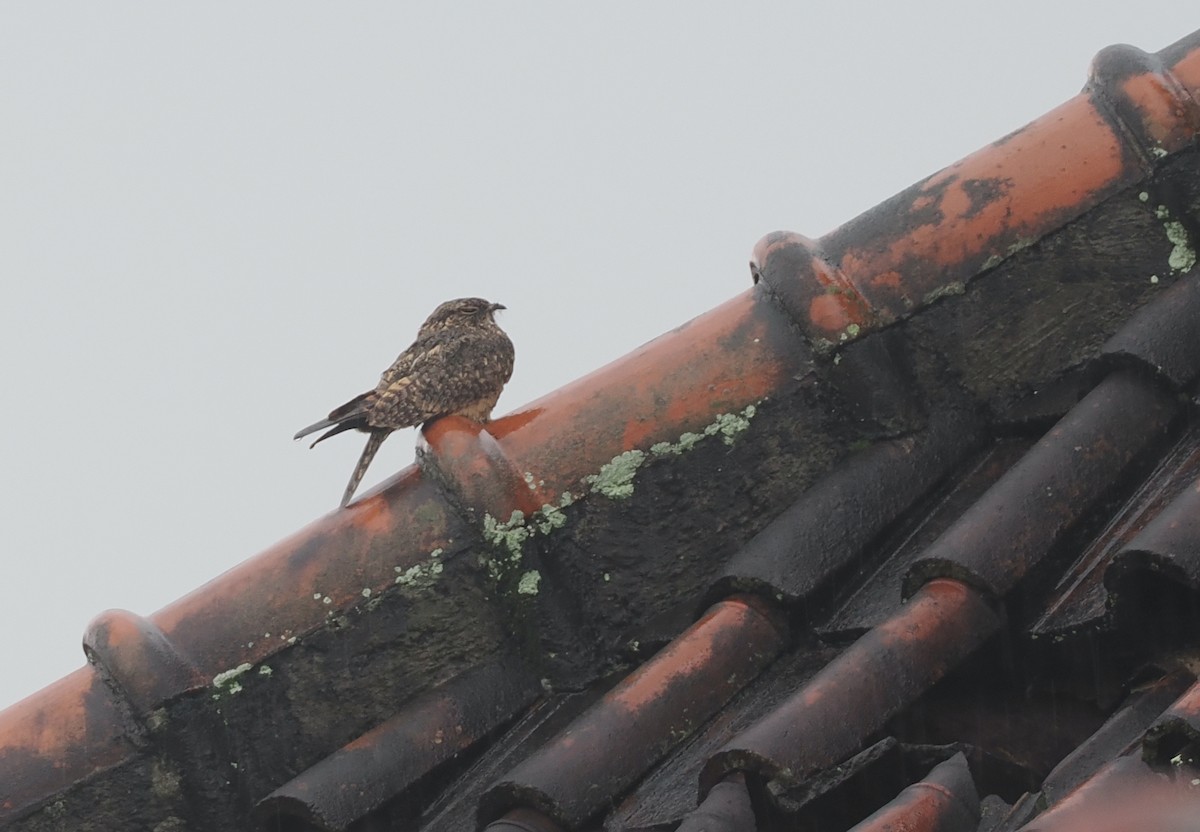 Savanna Nightjar (Sunda) - ML639747770