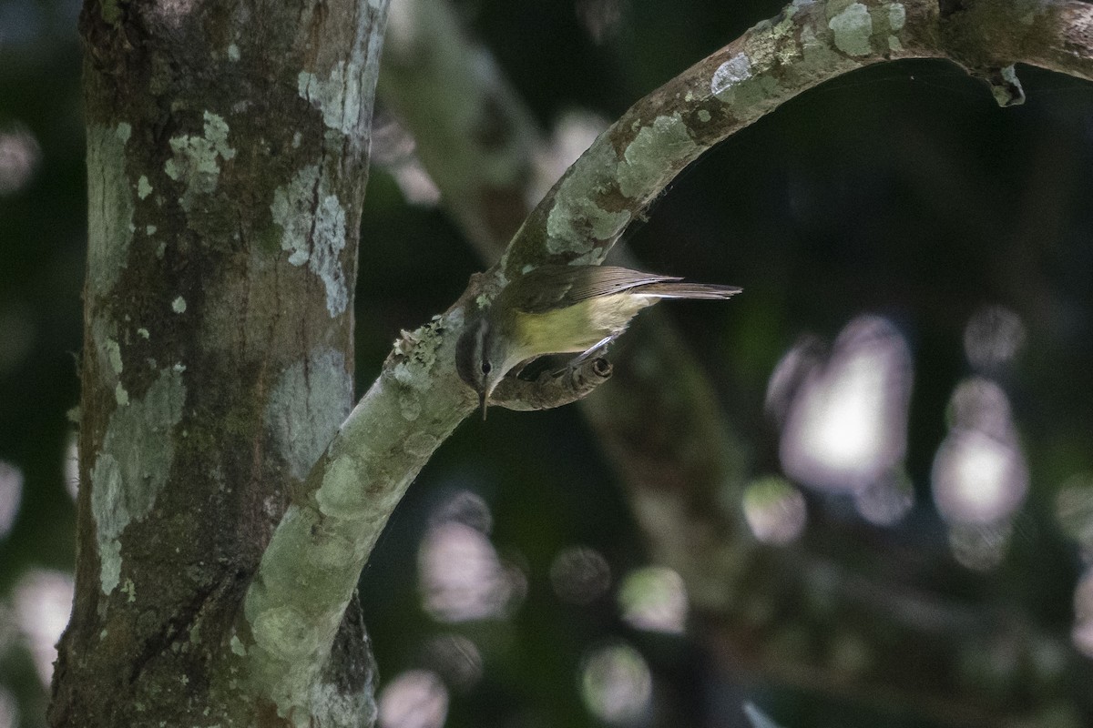 Timor Leaf Warbler (Timor) - ML639747775