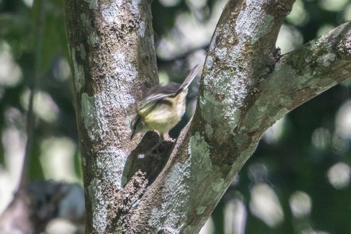 Timor Leaf Warbler (Timor) - ML639747778