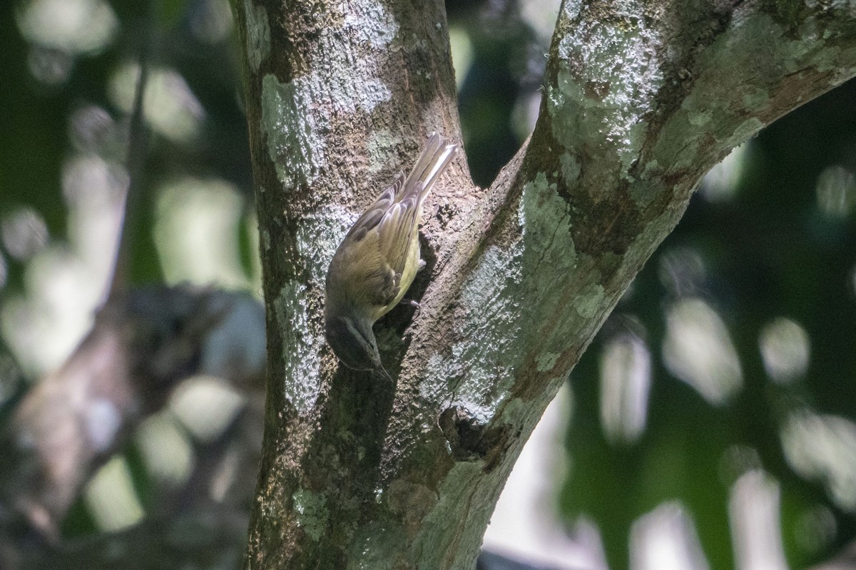 Timor Leaf Warbler (Timor) - ML639747779