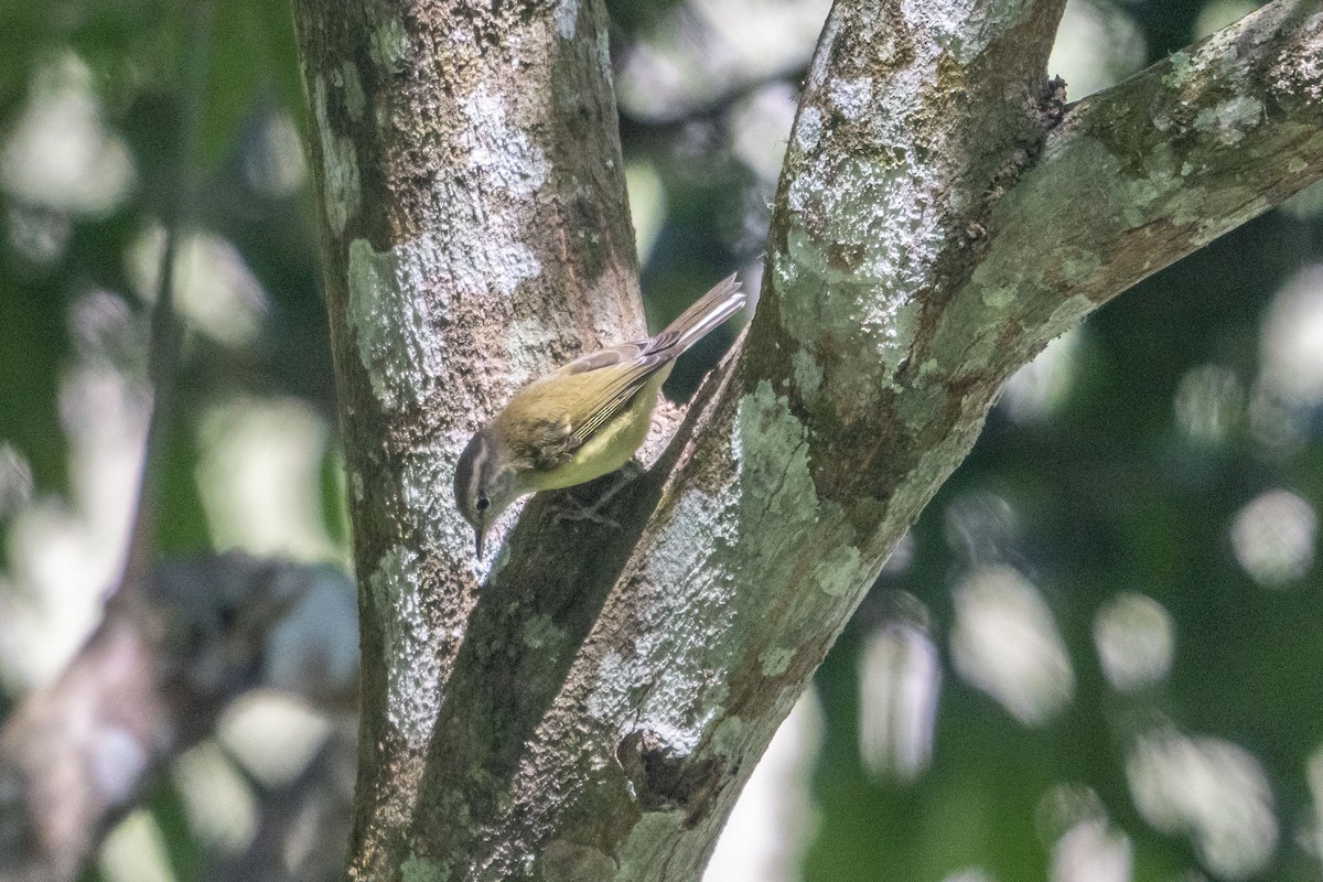 Timor Leaf Warbler (Timor) - ML639747780