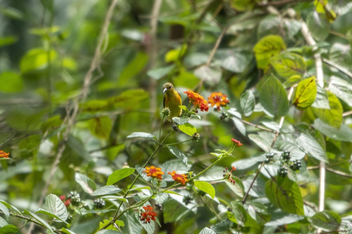 Flame-breasted Sunbird - ML639747782