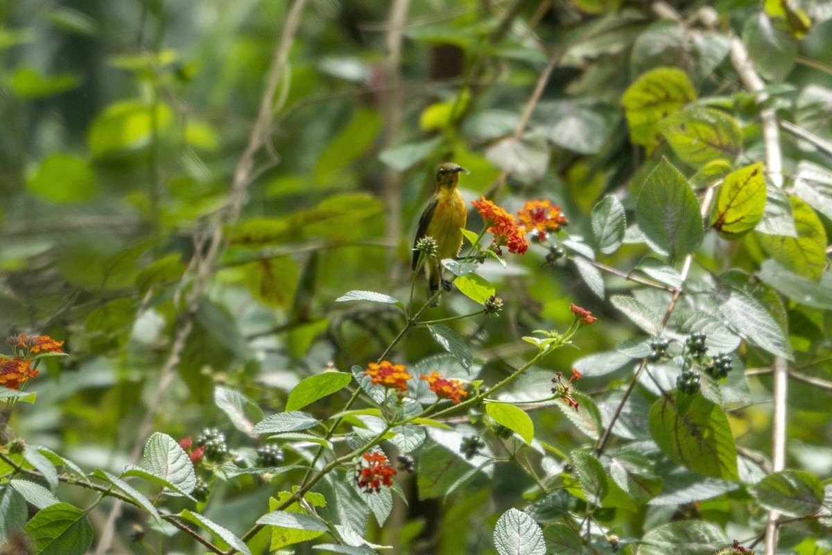 Flame-breasted Sunbird - ML639747783