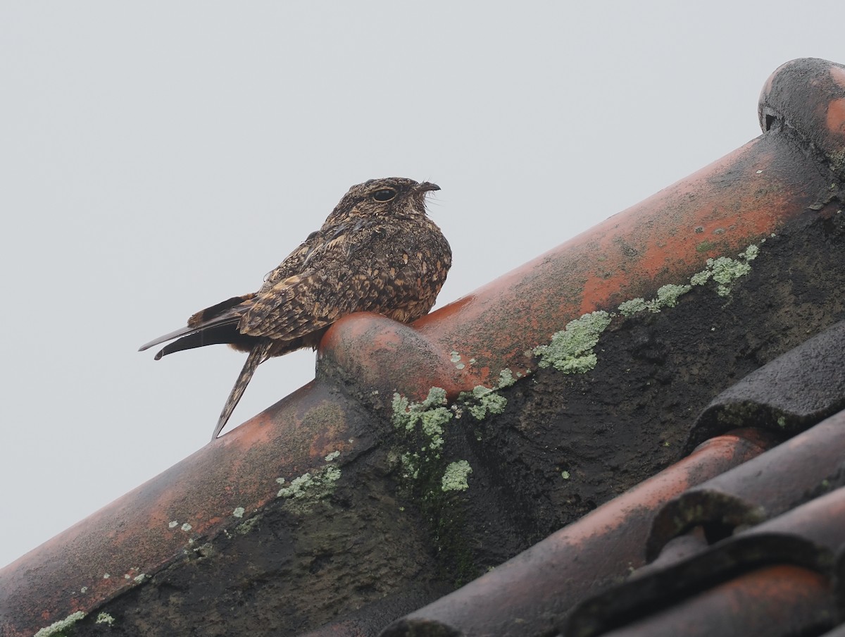 Savanna Nightjar (Sunda) - ML639747790