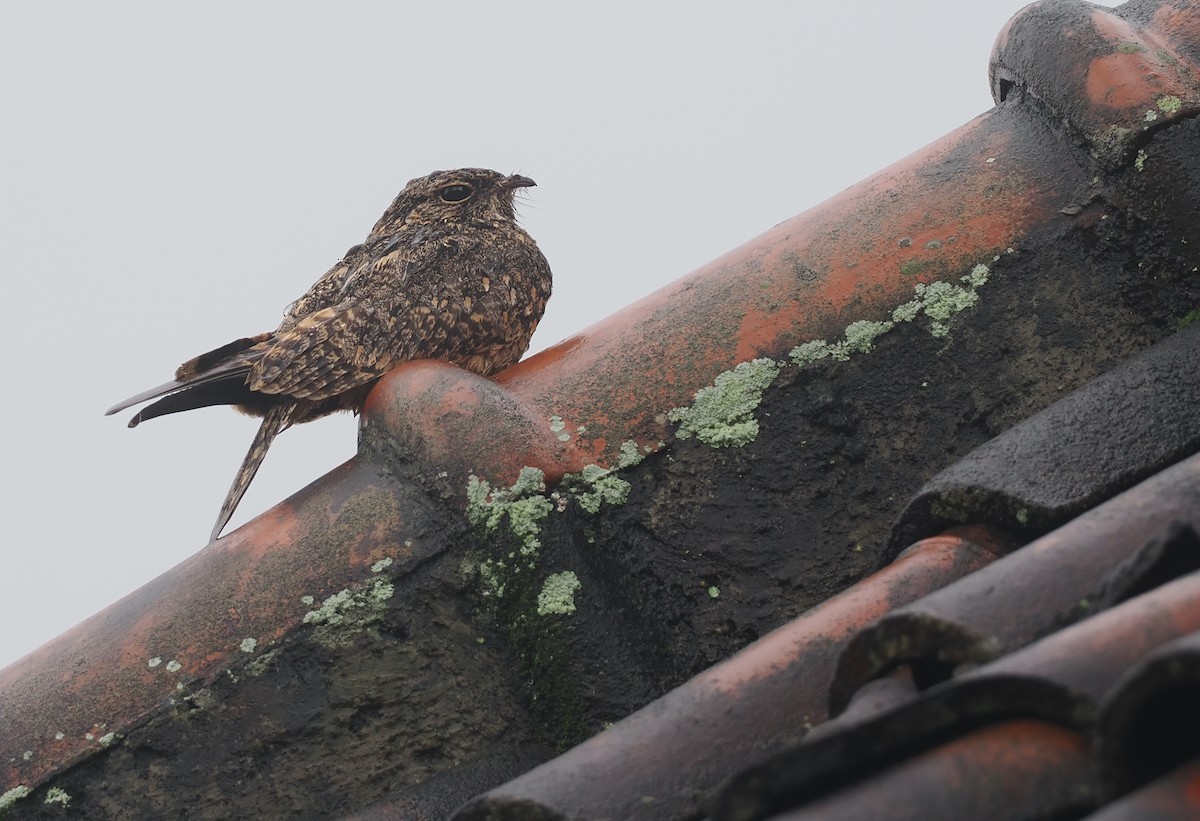 Savanna Nightjar (Sunda) - ML639747804