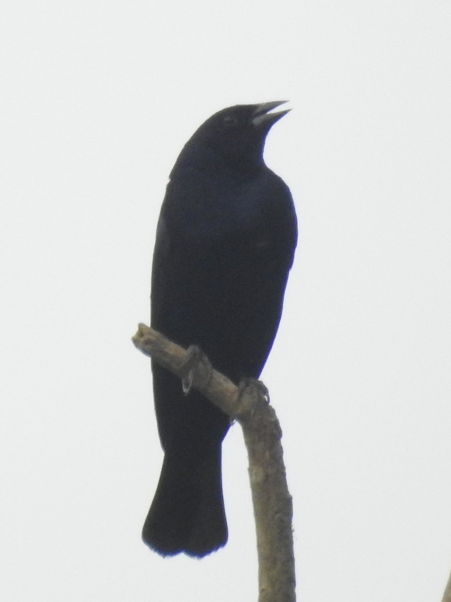 Shiny Cowbird - ML639747845