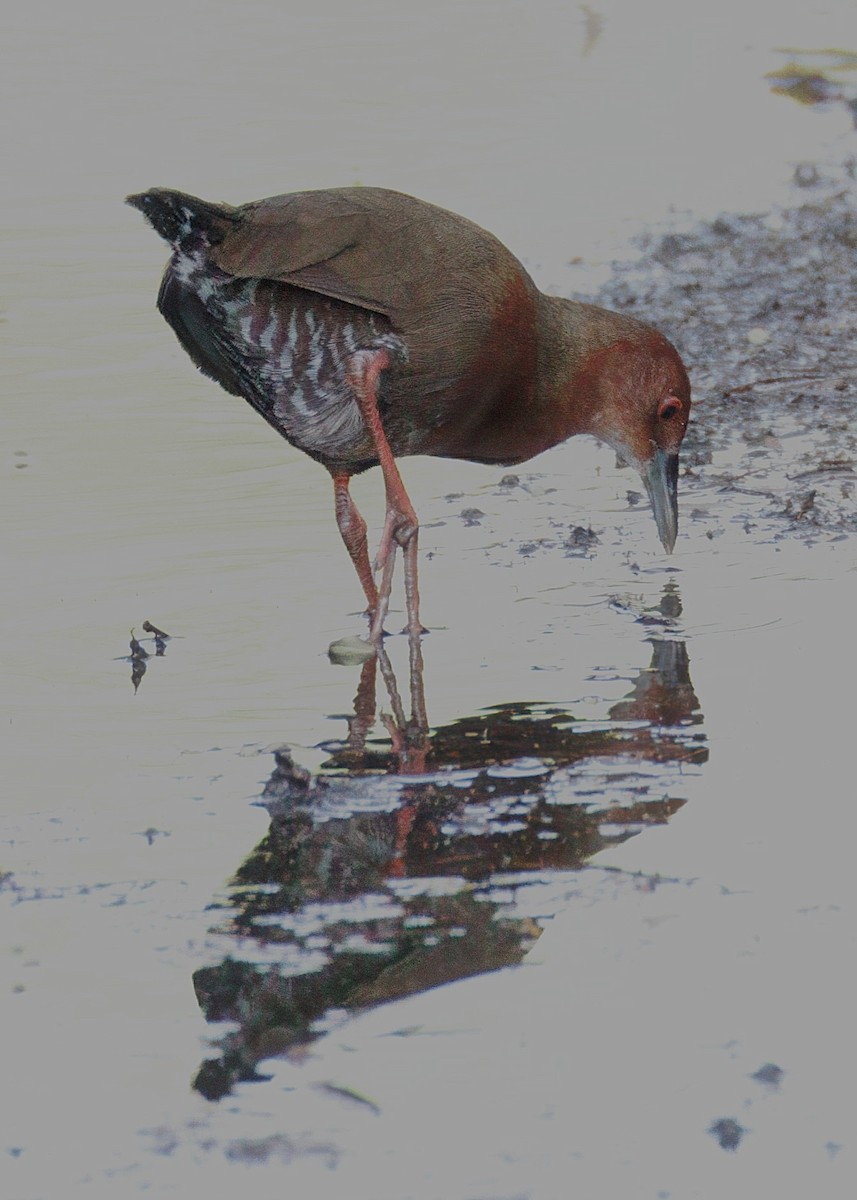 Ruddy-breasted Crake - ML639747876