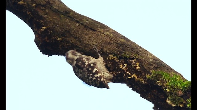 Brown-capped Pygmy Woodpecker - ML639747904