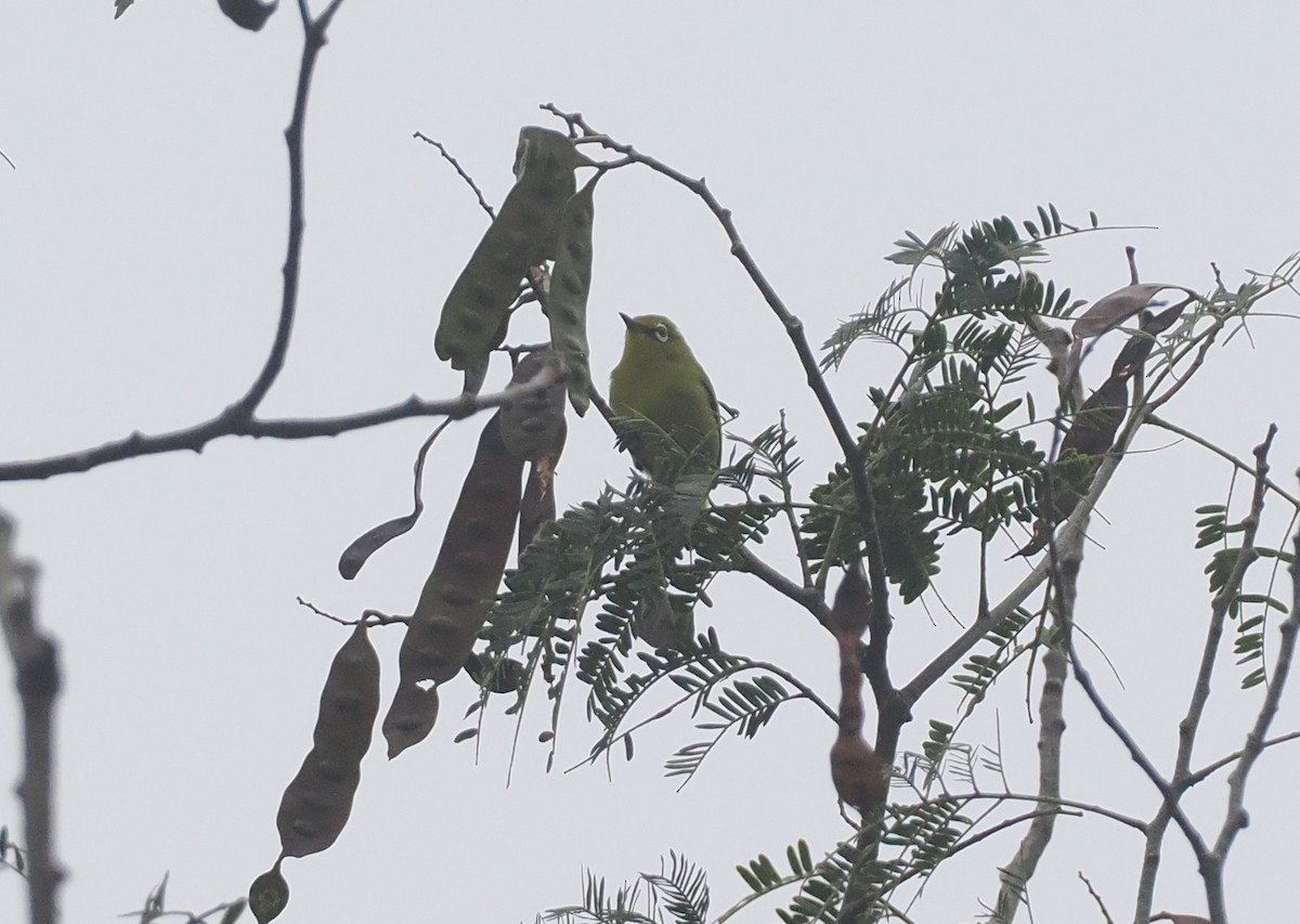 Lemon-bellied White-eye - ML639747919