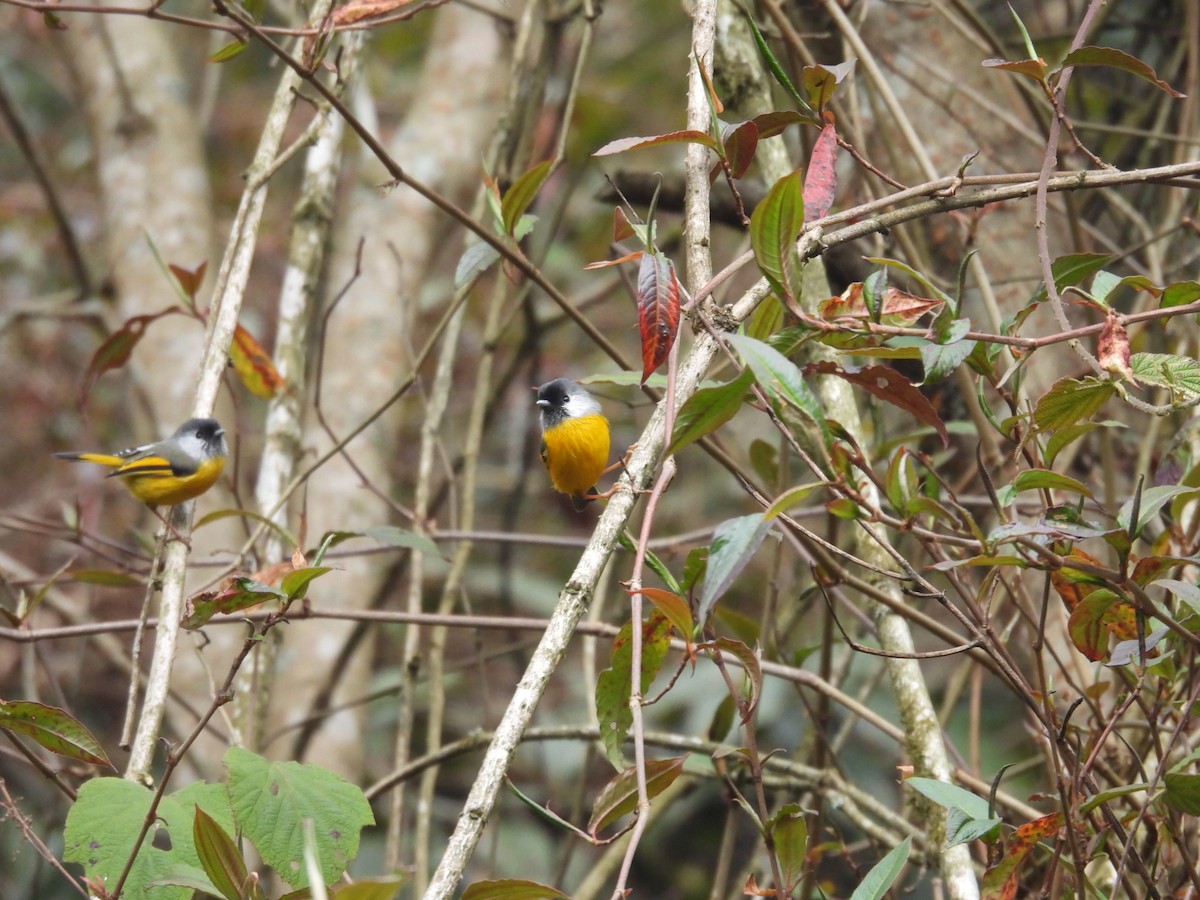 Golden-breasted Fulvetta - ML639747951