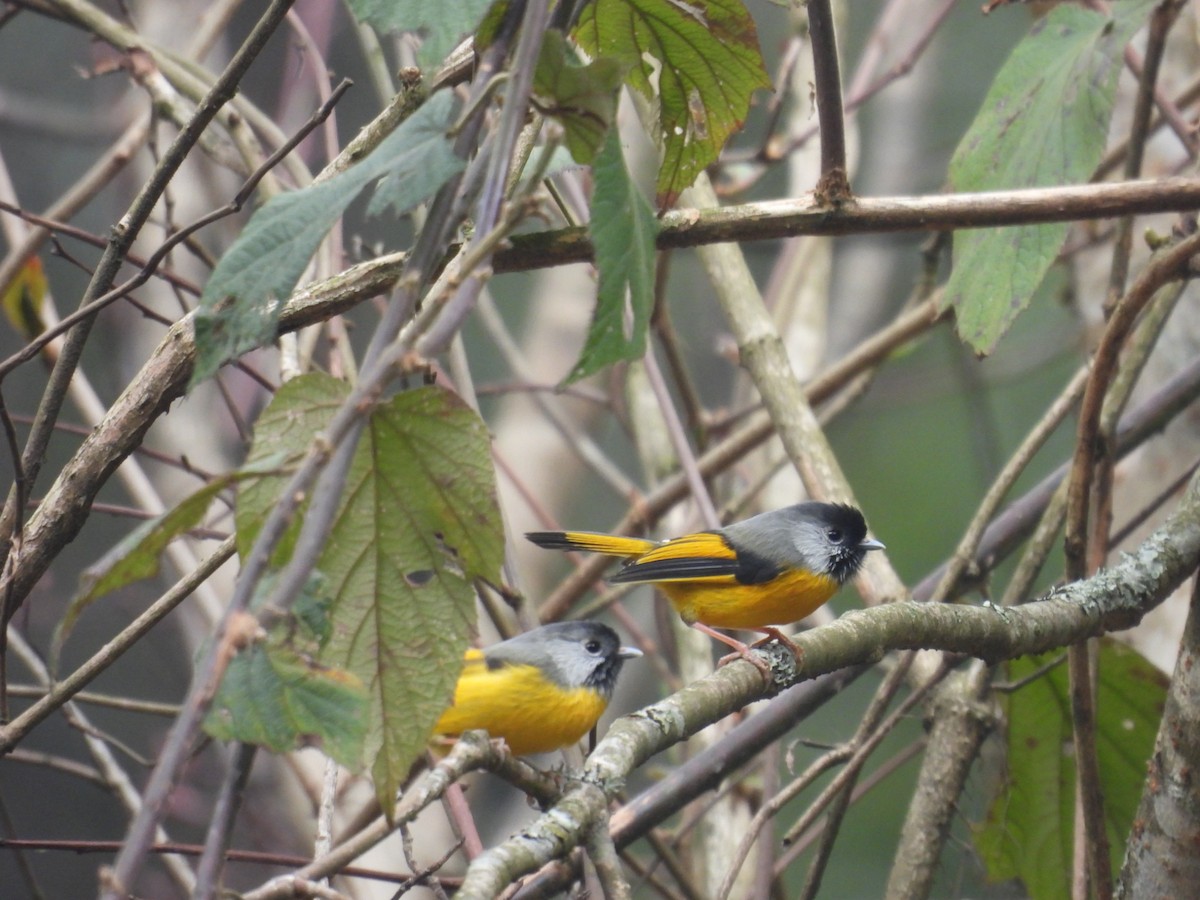 Golden-breasted Fulvetta - ML639747952