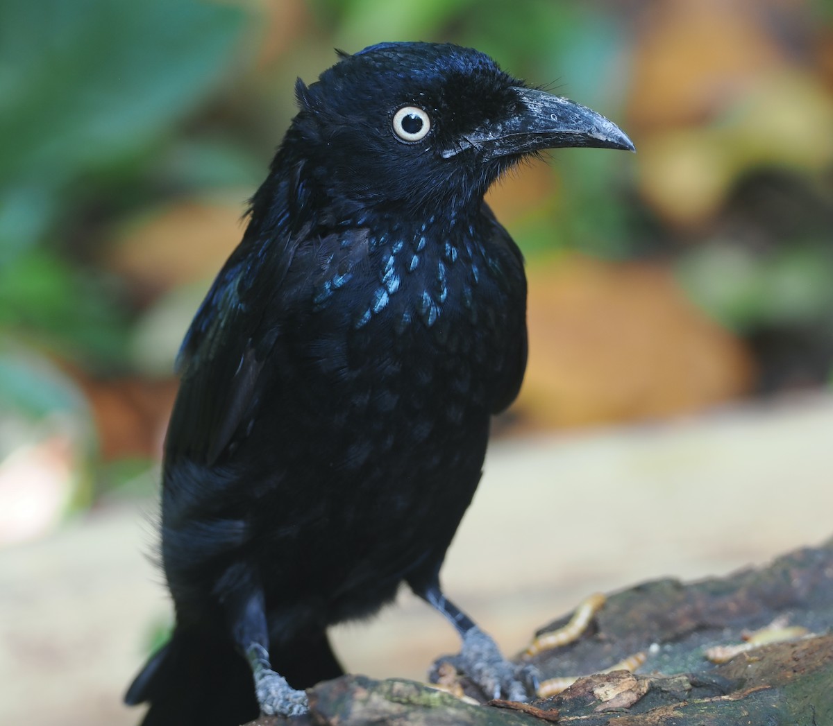 Hair-crested Drongo (Javan) - ML639748118
