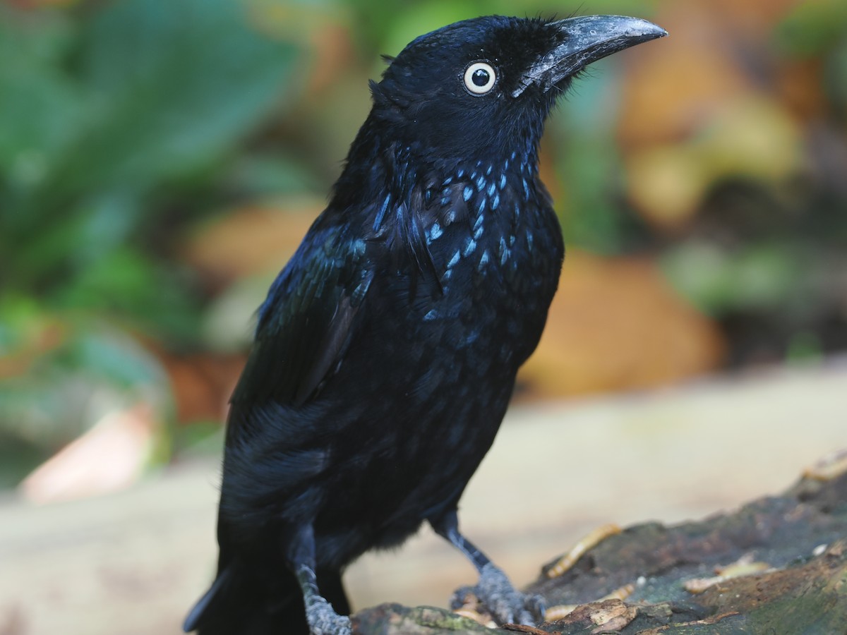 Hair-crested Drongo (Javan) - ML639748120