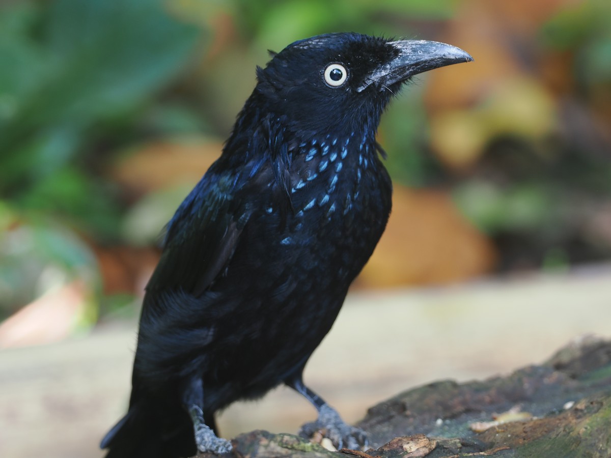 Hair-crested Drongo (Javan) - ML639748125