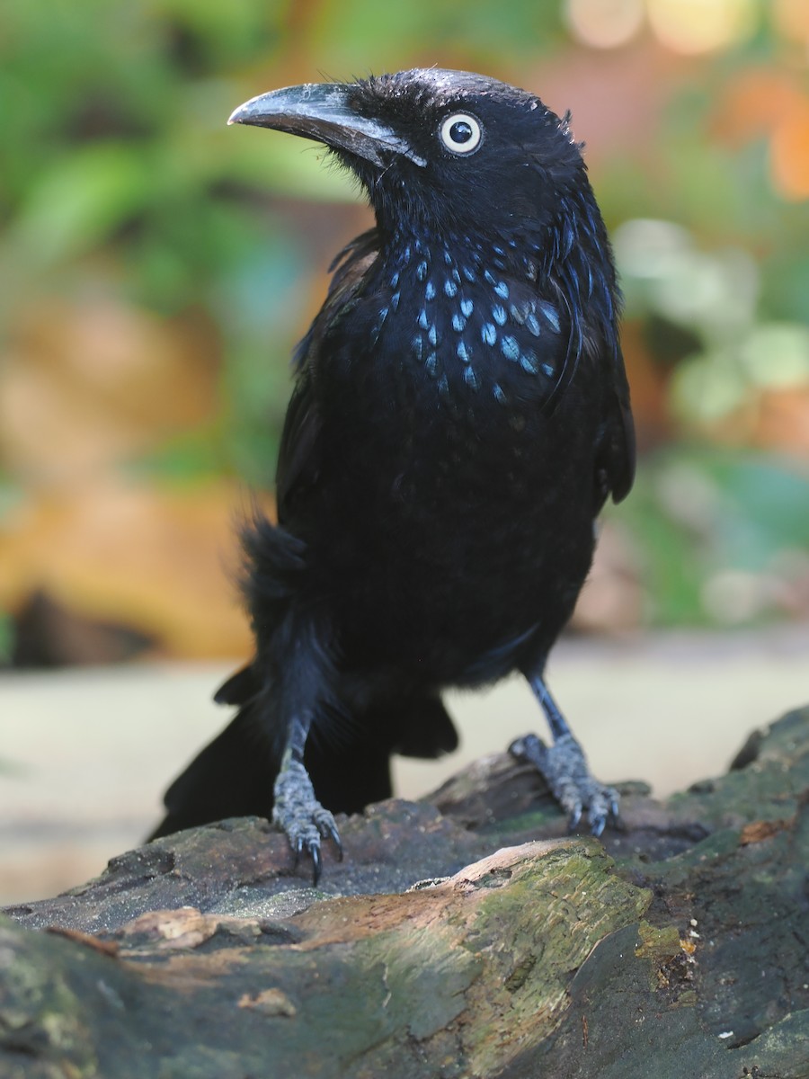 Hair-crested Drongo (Javan) - ML639748135