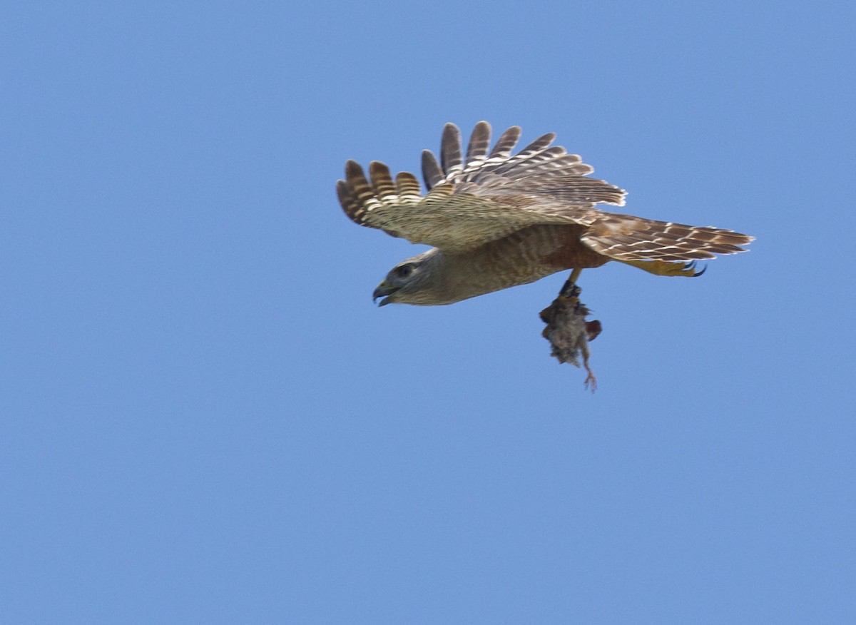 Ridgway's Hawk - ML639748254