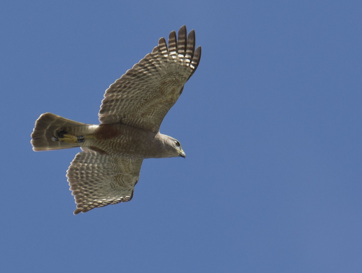 Ridgway's Hawk - ML639748255