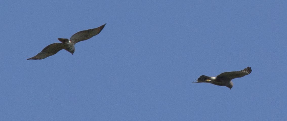 Ridgway's Hawk - ML639748257