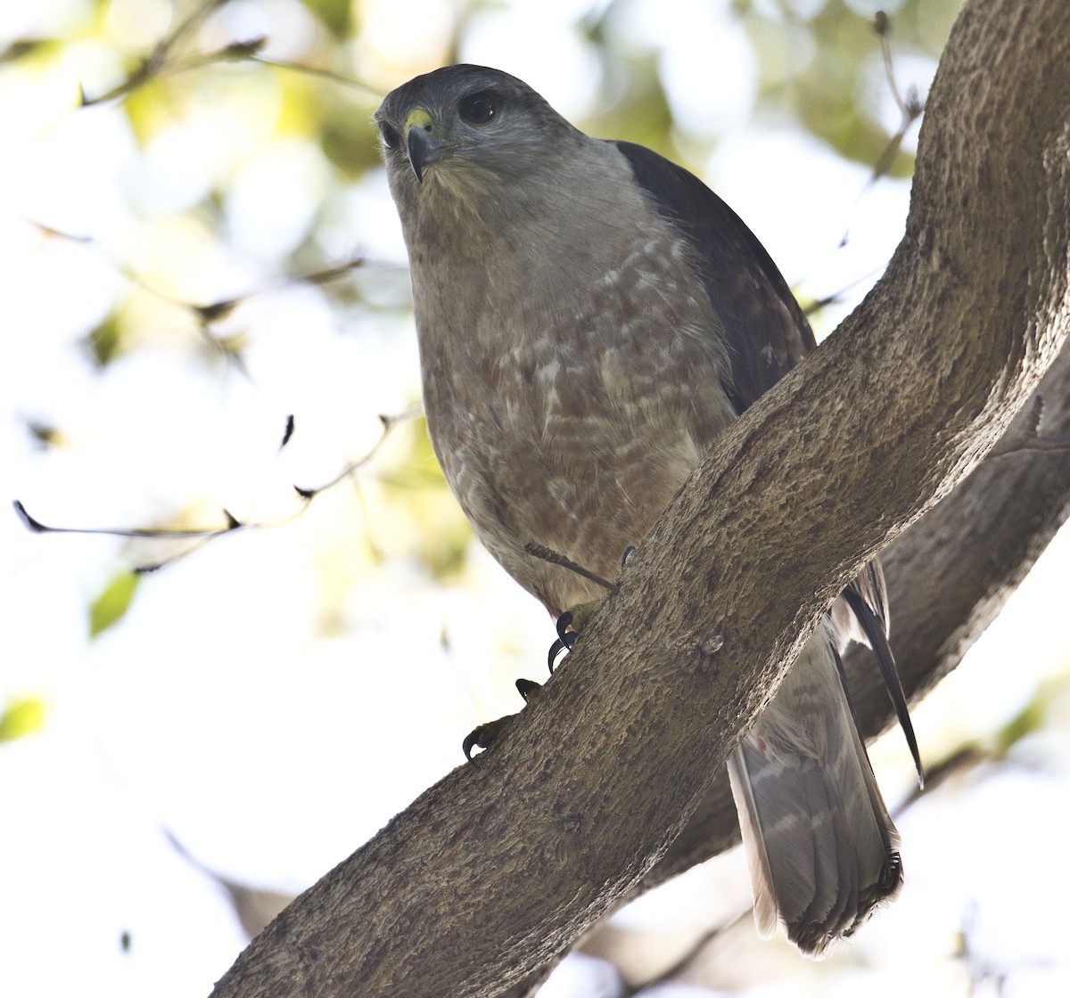 Ridgway's Hawk - ML639748258